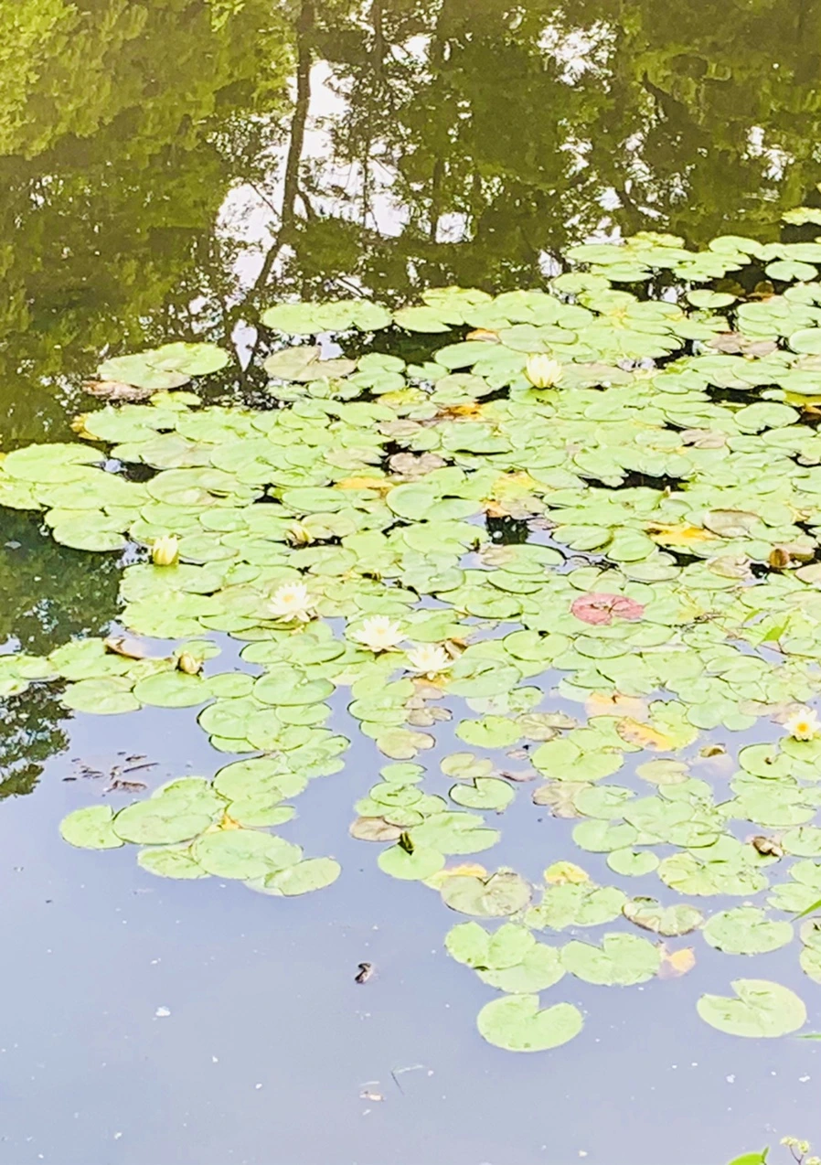 IMG_1676.jpg?type=w966