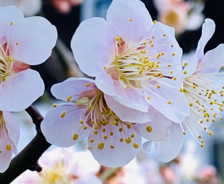 IMG_1029.jpg?type=w966