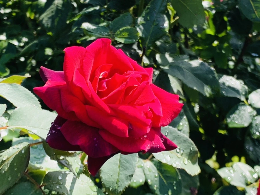 IMG_8398.jpg?type=w966