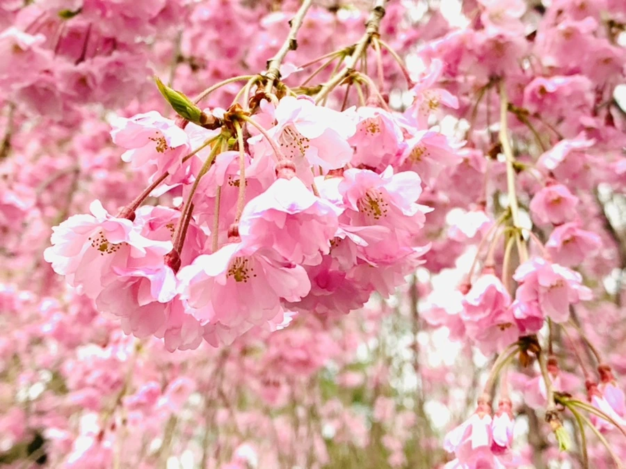 IMG_0814.jpg?type=w966