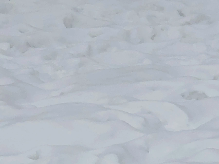 IMG_2348.jpg?type=w966