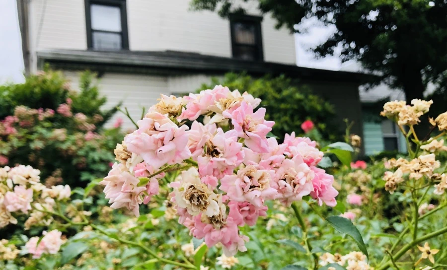 IMG_2068.jpg?type=w966