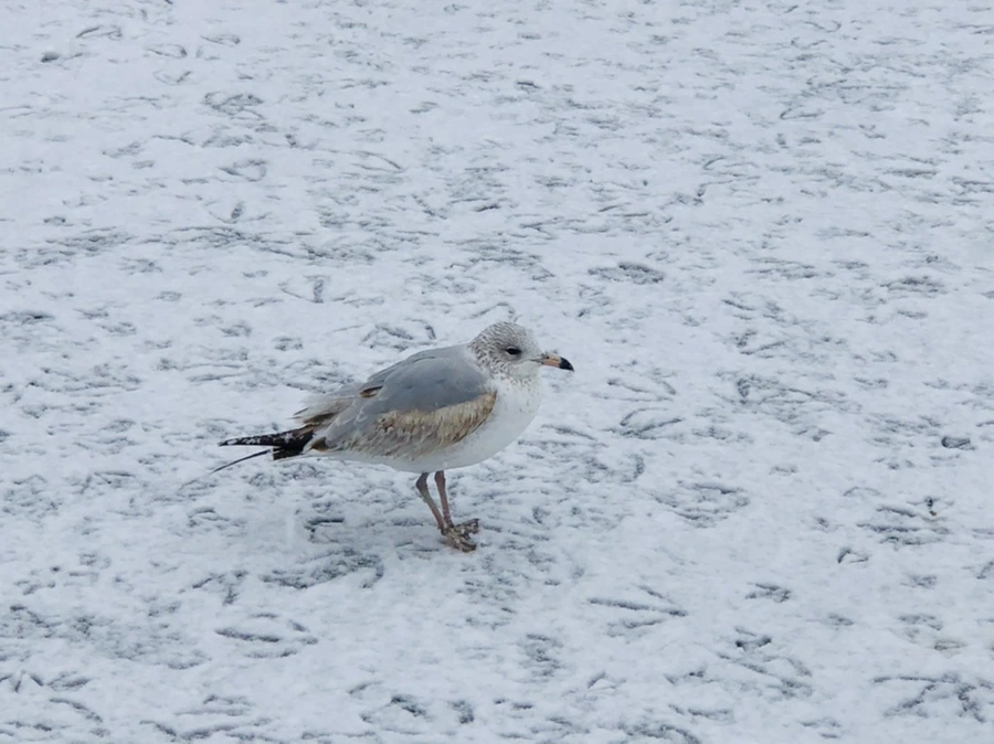 IMG_4212.jpg?type=w966