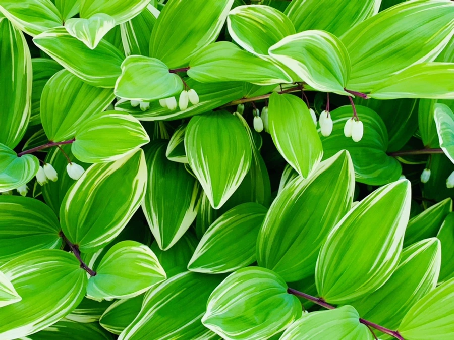 IMG_0530.jpg?type=w966