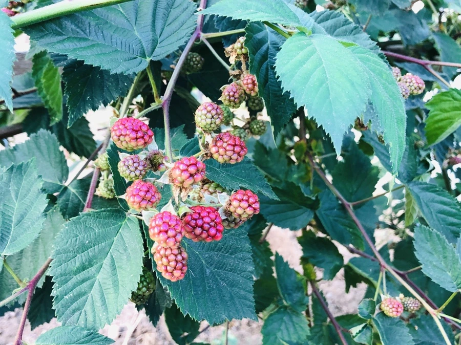 IMG_1154.jpg?type=w966