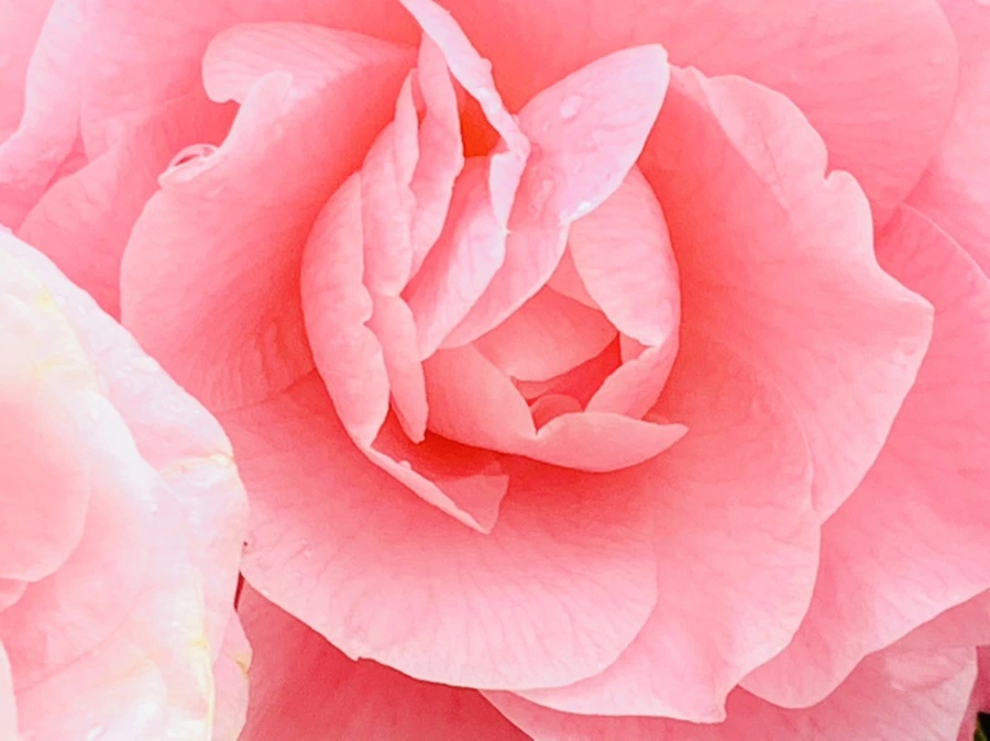 IMG_1430.jpg?type=w966