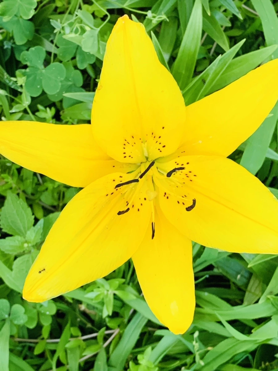 IMG_4821.jpg?type=w966