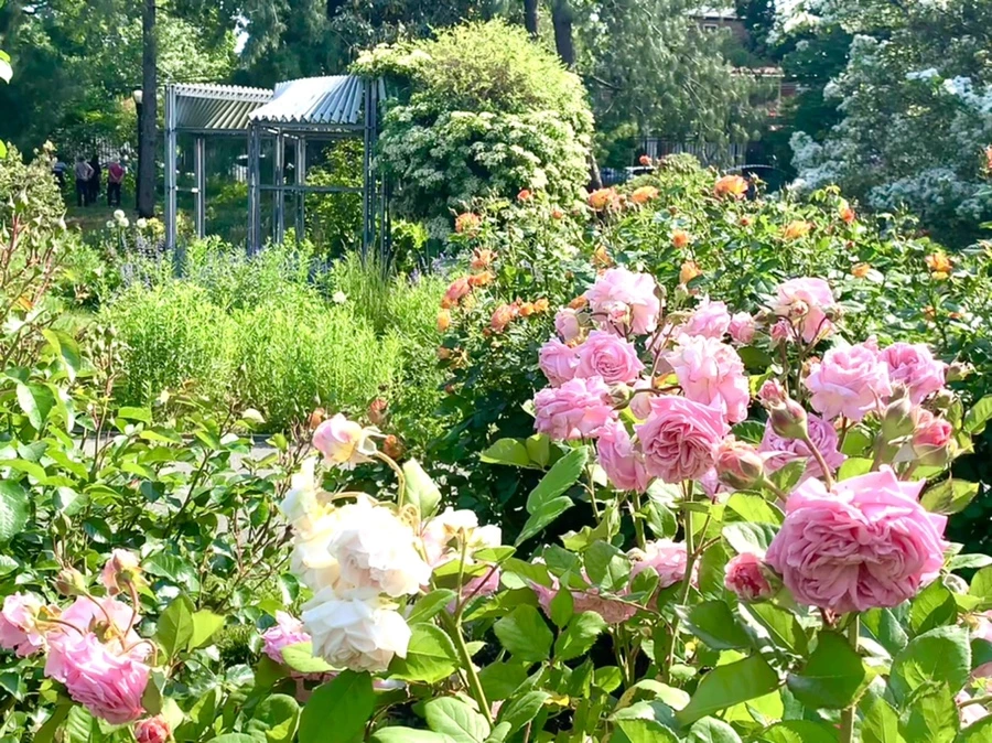 IMG_7632.jpg?type=w966