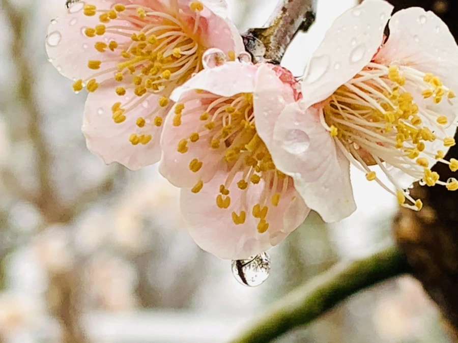 IMG_1918.jpg?type=w966