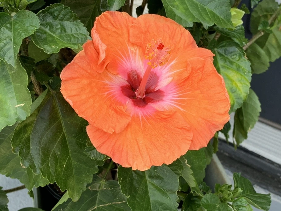 IMG_7365.jpg?type=w966