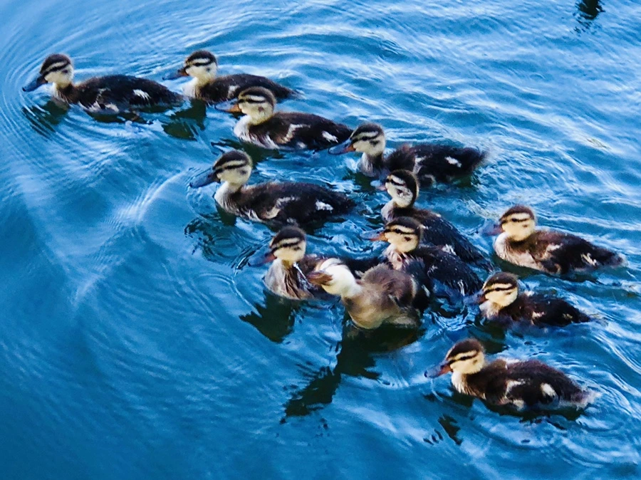 IMG_2658.jpg?type=w966