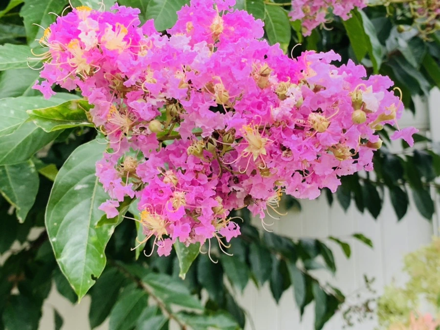 IMG_5933.jpg?type=w966