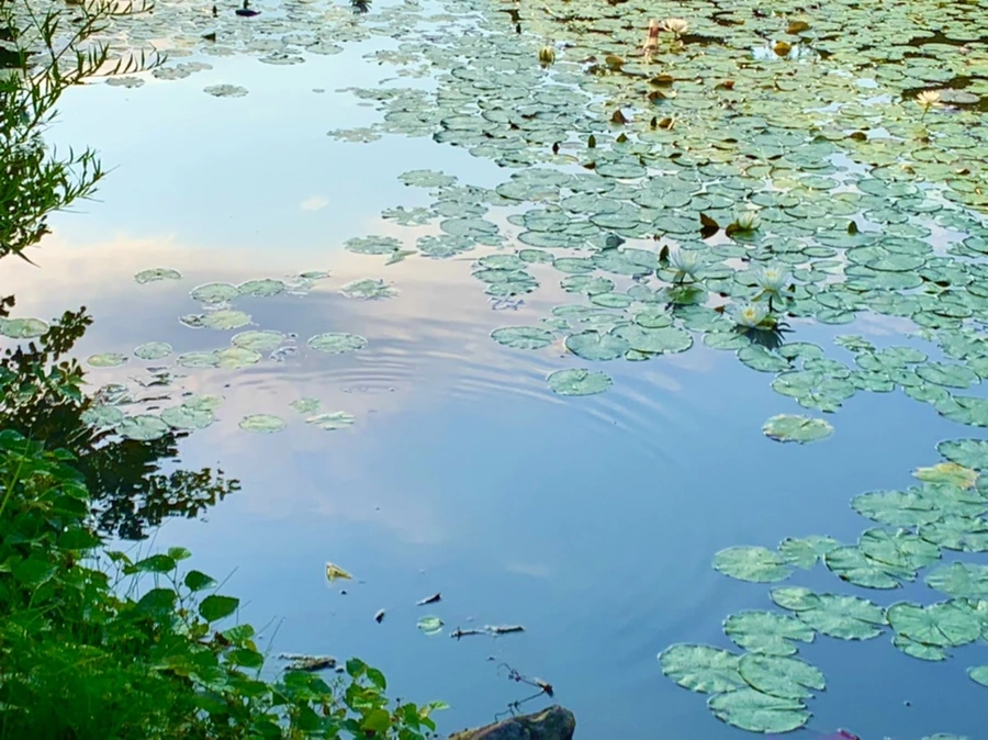 IMG_0797.jpg?type=w966