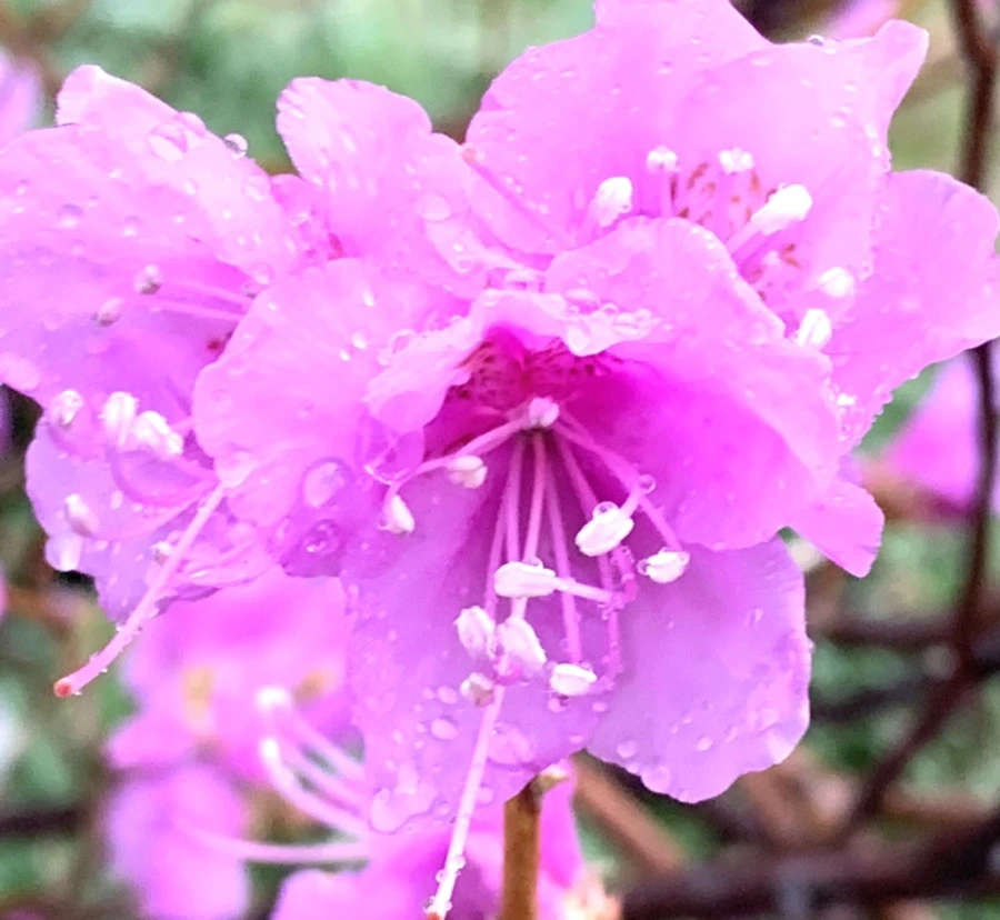 IMG_4943.jpg?type=w966