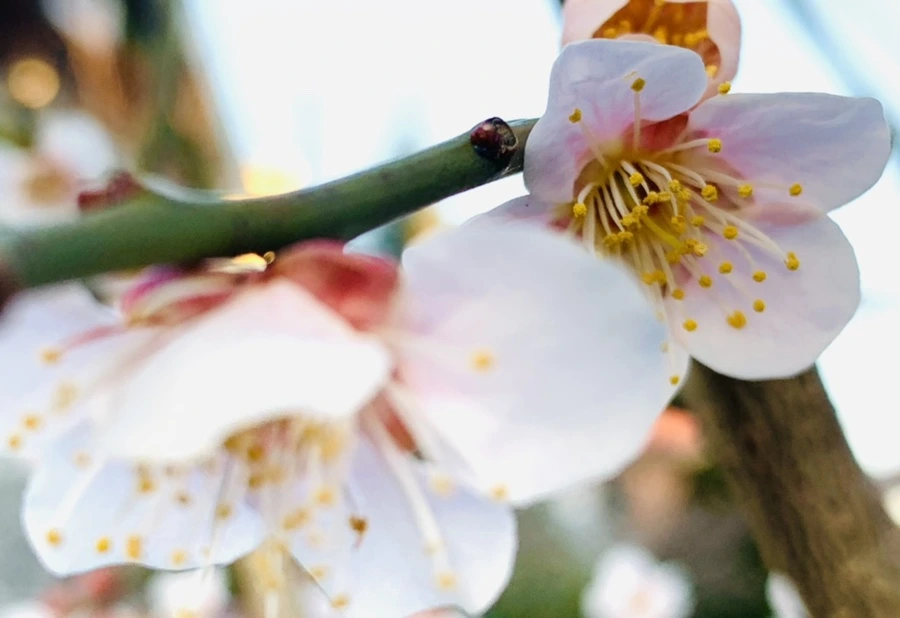 IMG_2230.jpg?type=w966