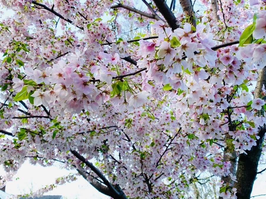 IMG_2655.jpg?type=w966