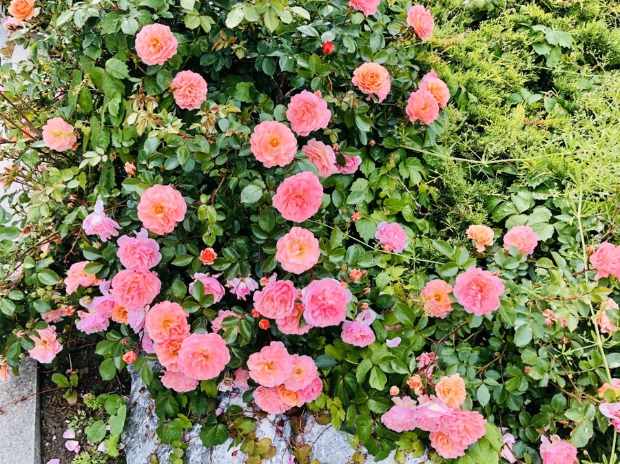 IMG_7898.jpg?type=w966