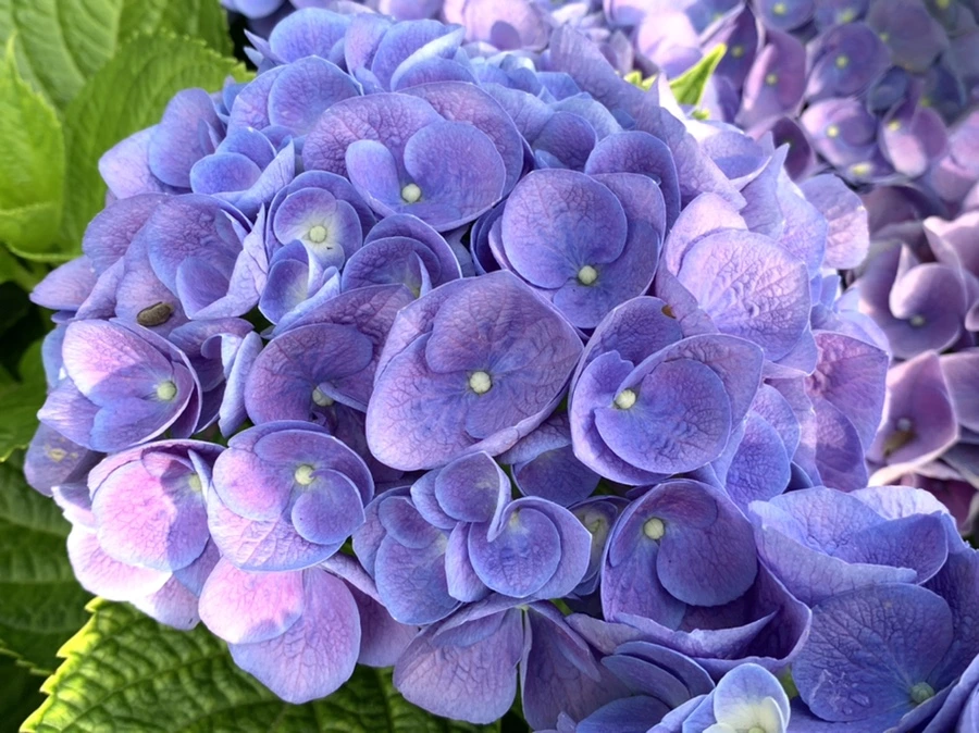 IMG_5981.jpg?type=w966