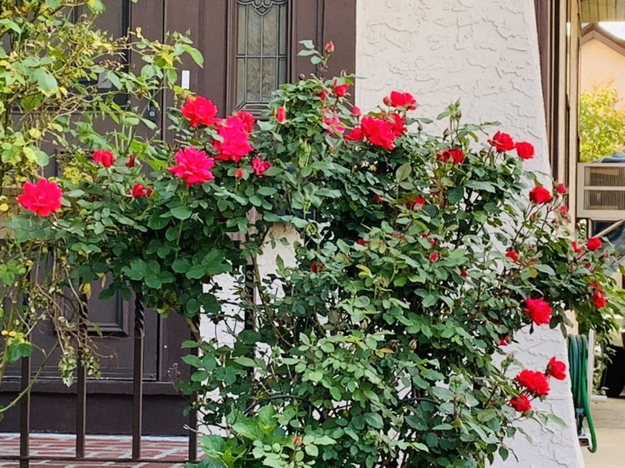 IMG_4516.jpg?type=w966