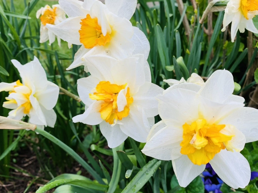 IMG_4062.jpg?type=w966