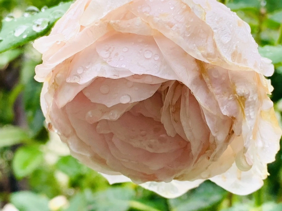 IMG_0208.jpg?type=w966