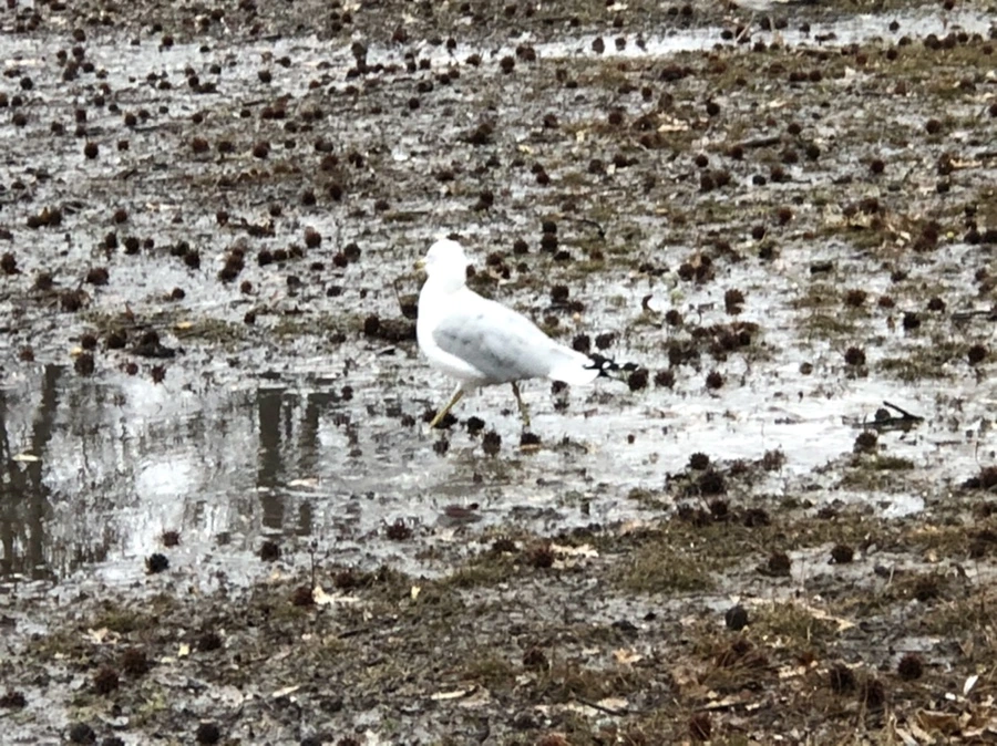 IMG_5696.jpg?type=w966