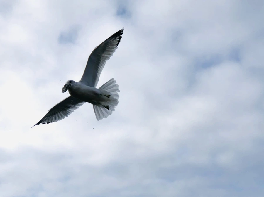 IMG_9900.jpg?type=w966