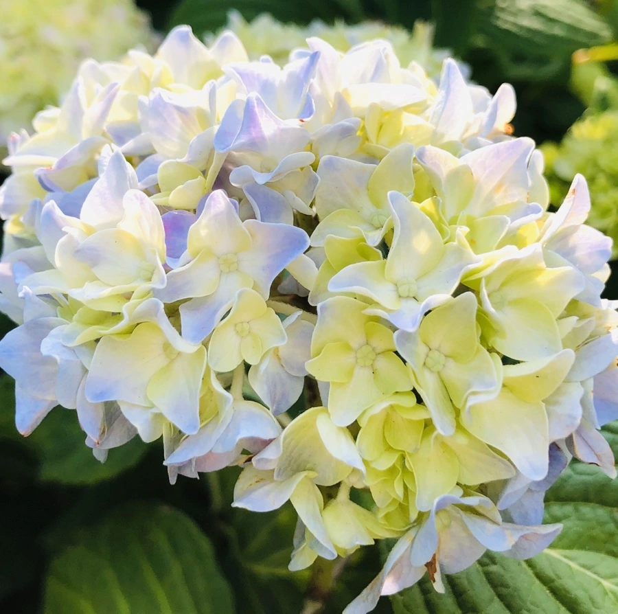 IMG_8754.jpg?type=w966