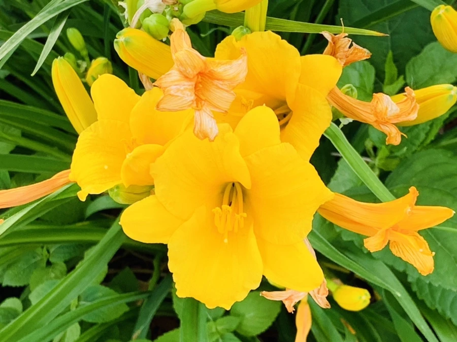 IMG_5952.jpg?type=w966