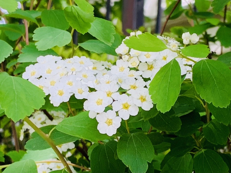 IMG_1506.jpg?type=w966