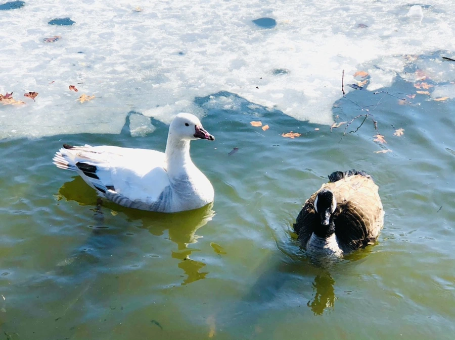 IMG_5207.jpg?type=w966