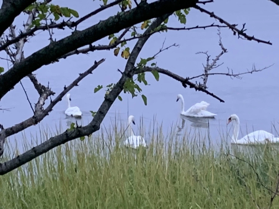 IMG_6629.jpg?type=w966