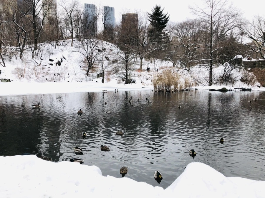 IMG_9169.jpg?type=w966