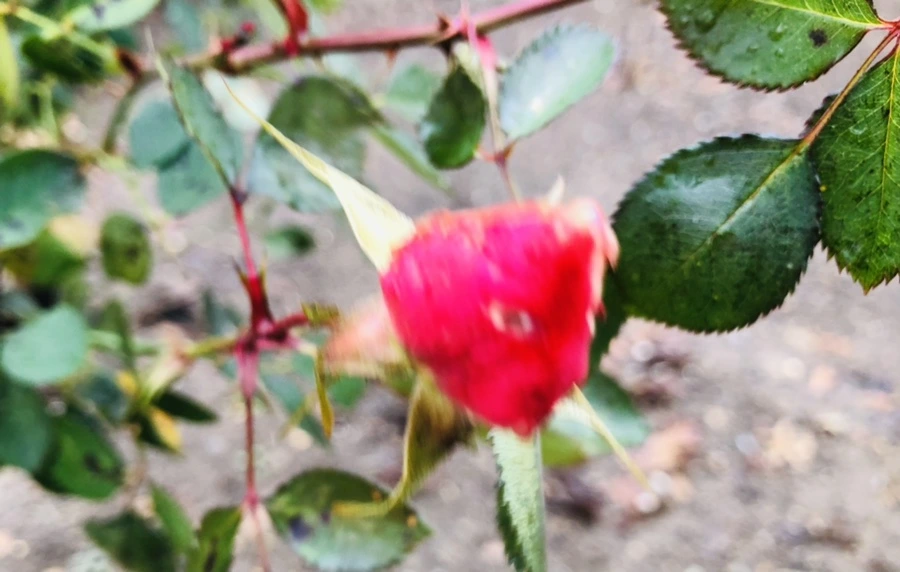 IMG_8085.jpg?type=w966