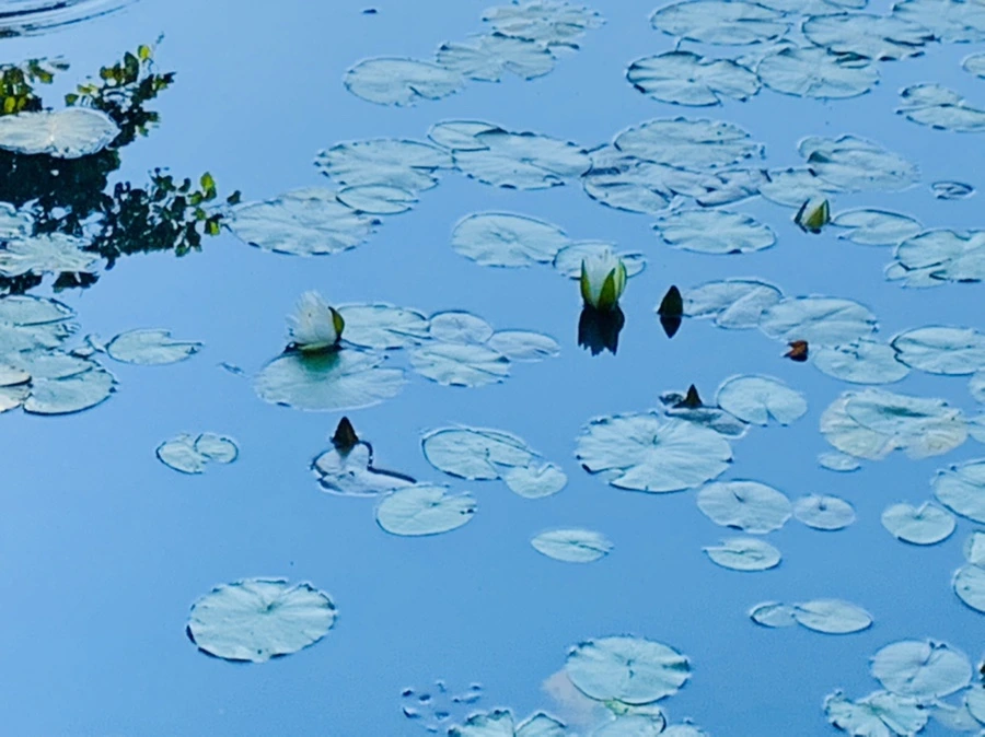 IMG_4302.jpg?type=w966