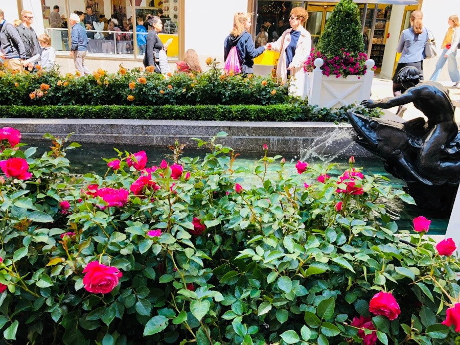 IMG_5175.jpg?type=w966