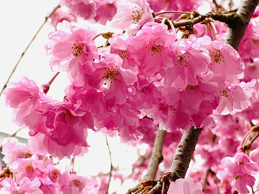 IMG_0777.jpg?type=w966