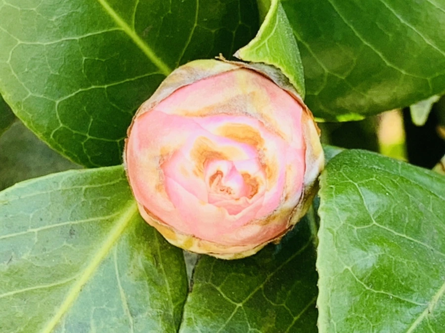 IMG_3346.jpg?type=w966