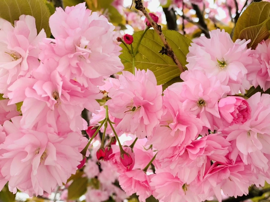 IMG_6064.jpg?type=w966