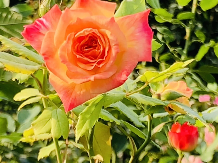 IMG_1213.jpg?type=w966