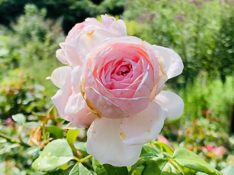 IMG_8484.jpg?type=w966