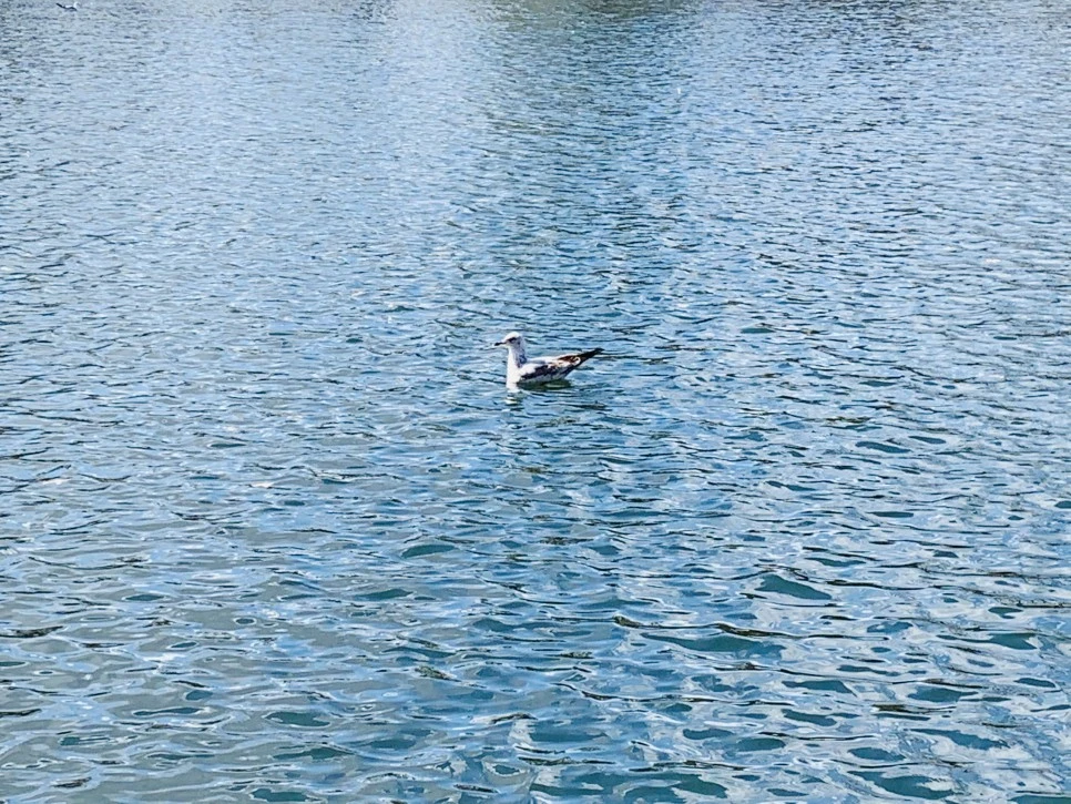 IMG_7184.jpg?type=w966