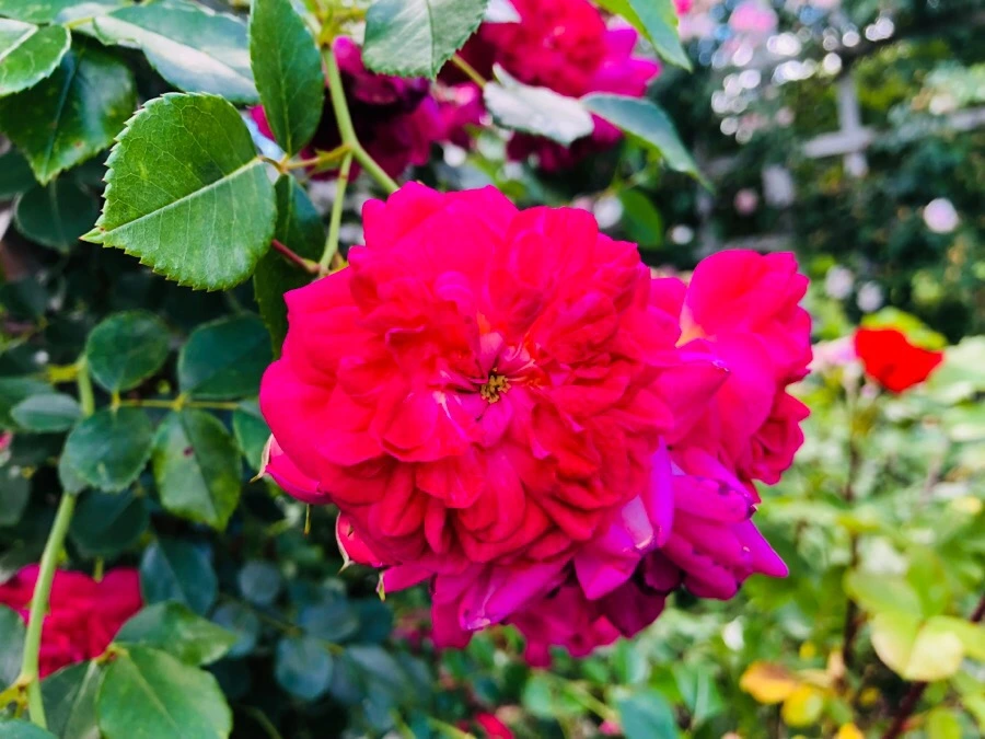 IMG_7845.jpg?type=w966