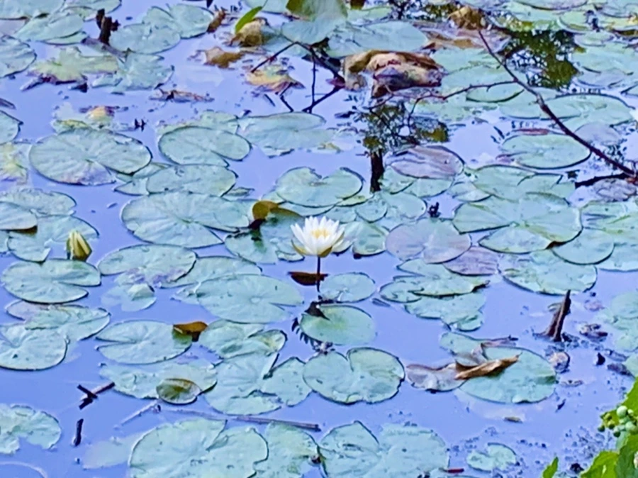 IMG_1036.jpg?type=w966