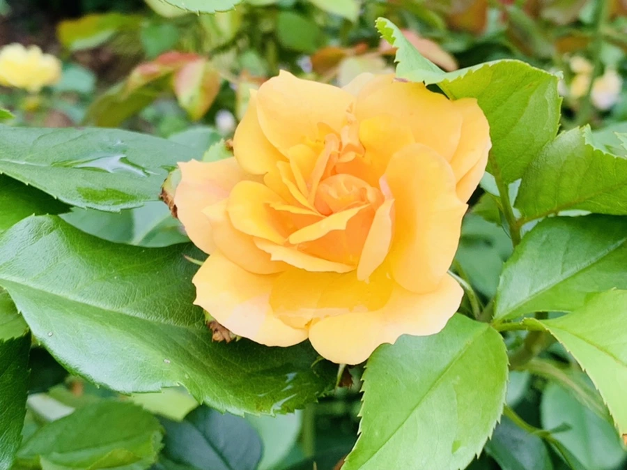 IMG_8719.jpg?type=w966