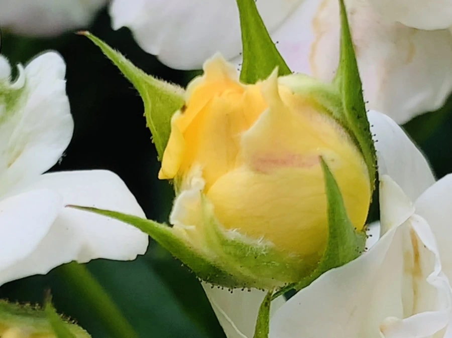 IMG_6078.jpg?type=w966