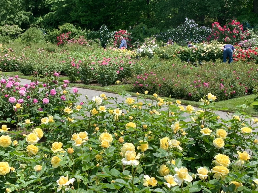 IMG_8474.jpg?type=w966