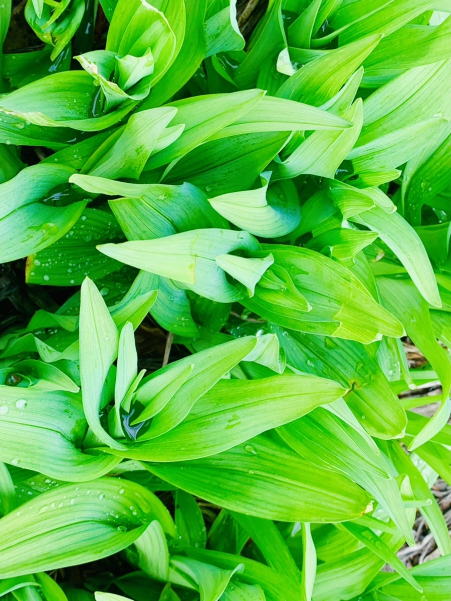 IMG_6297.jpg?type=w966