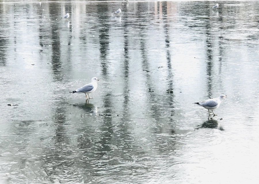 IMG_2052.jpg?type=w966