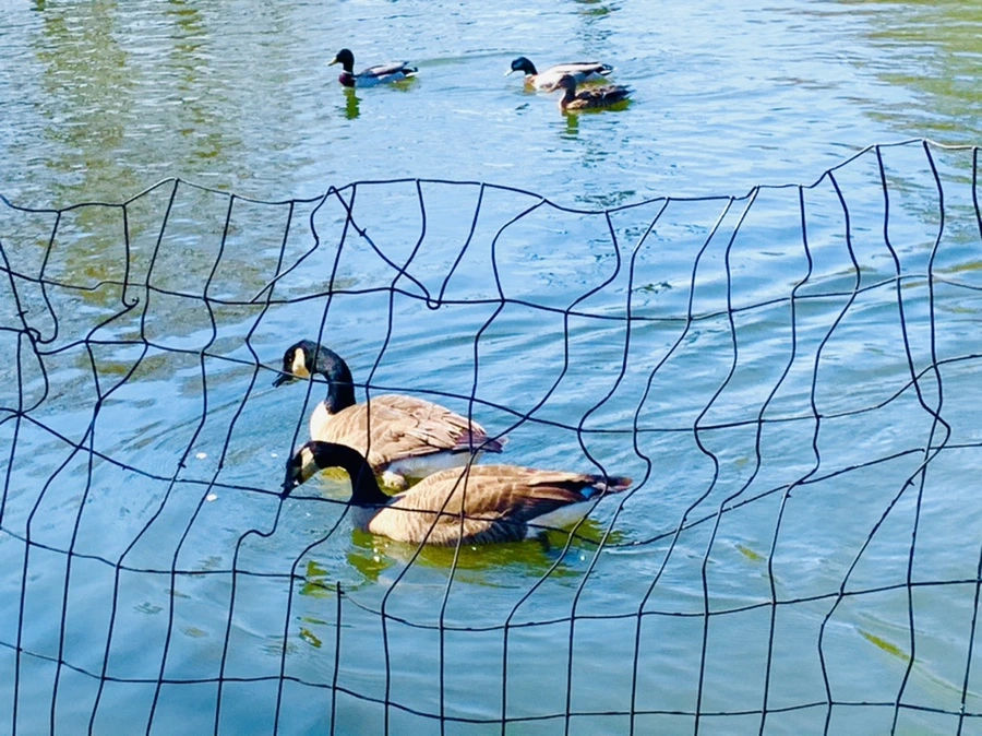 IMG_9829.jpg?type=w966